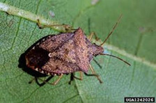 Native Brown Stink Bug