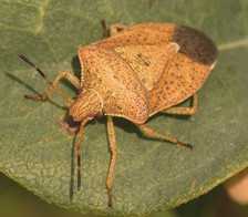 Euschistus servus