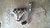 1988-2000 HONDA CIVIC DEL SOL CRX SOHC D15 D16 STAINLESS STEEL EXHAUST HEADER
