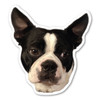 Made In USA Boston Terrier Dog Magnet (4.88" x 4.5")