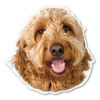 Made In USA Goldendoodle Dog Magnet (4.8" x 4.9")