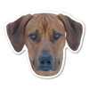 Made In USA Rhodesian Ridgeback Dog Magnet (4" x 4.88")
