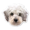 Made In USA Schnoodle Dog Magnet (4.12" x 4.9")