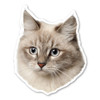 Made In USA Siberian Cat Magnet (6" x 4.9")
