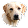 Made In USA (Yellow) Labrador Retriever Dog Magnet (4.88" x 4.88")