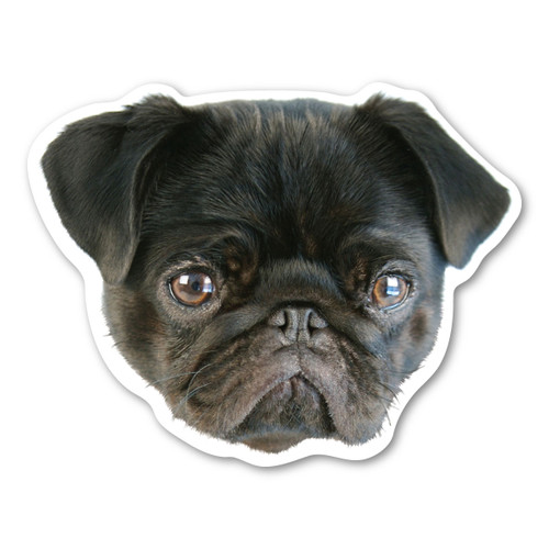 Made In USA (Black) Pug Dog Magnet (4.75" x 4.88")