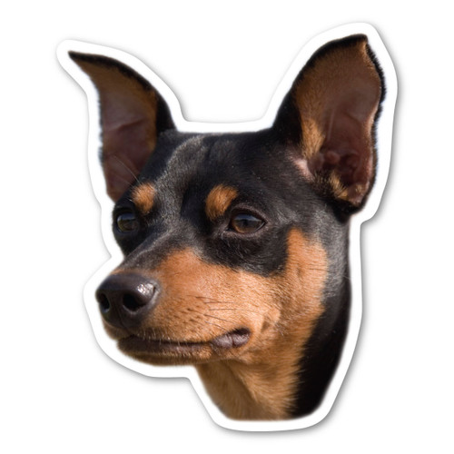 Made In USA Miniature Pinscher Dog Magnet (4.88" x 4")