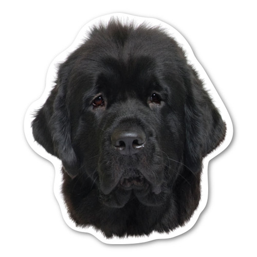 Made In USA Newfoundland Dog Magnet (5.25" x 4.75")