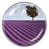 France's Provence Lavender Paperweight