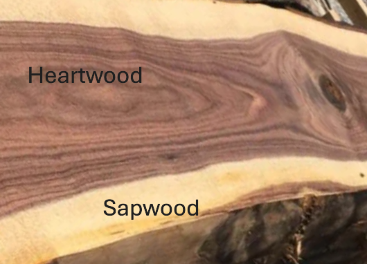 Showing Heartwood versus Sapwood on a Black Walnut hardwood board.