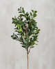 Small Artifical Boxwood Botanical Pick 11 Inch from Primitives by Kathy