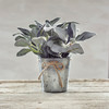 Small Metal Pot Planter With Artificial Lamb's Ear Botanicals from Primitives by Kathy