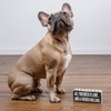 All You Need Is Love And A French Bulldog Decorative Wooden Box Sign from Primitives by Kathy