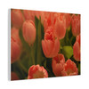 Fringed Coral Tulips: Botanical Elegance in Bloom, Spring Garden Symphony  - Unframed Canvas Wall Art Decor