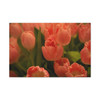 Fringed Coral Tulips: Botanical Elegance in Bloom, Spring Garden Symphony  - Unframed Canvas Wall Art Decor