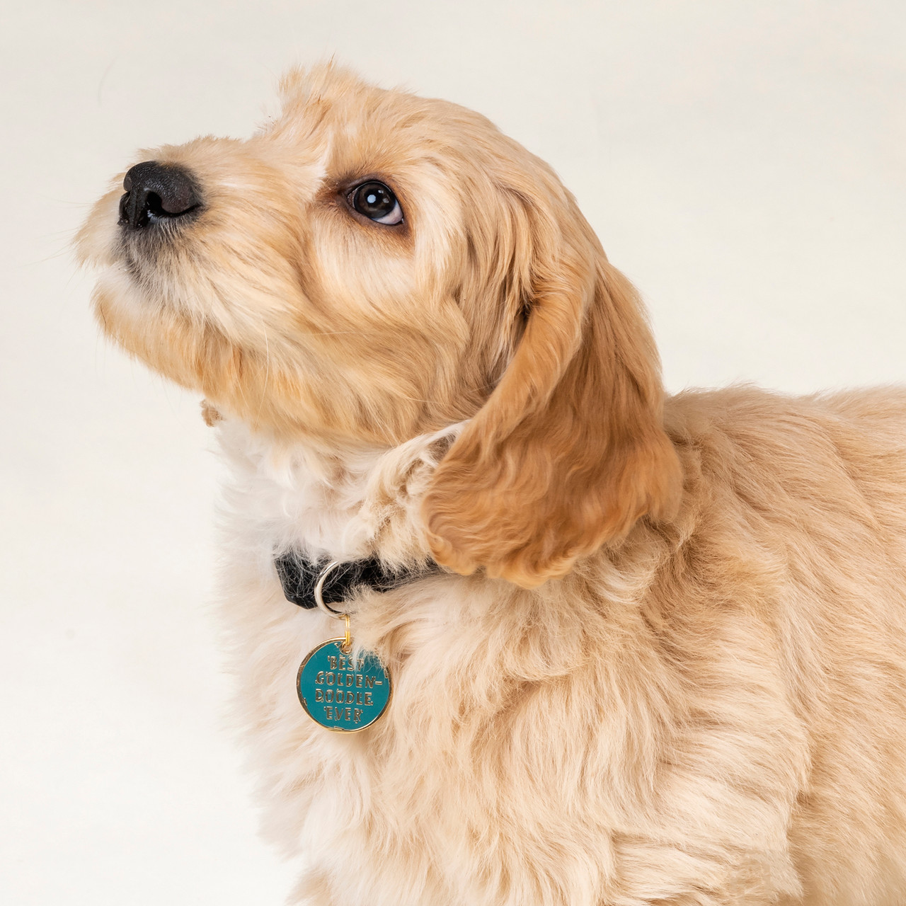 Best Golden Retriever Ever Dog Collar Charm & Matching Owner Keychain on  Backer Card from Primitives by Kathy - Cherryland Sales