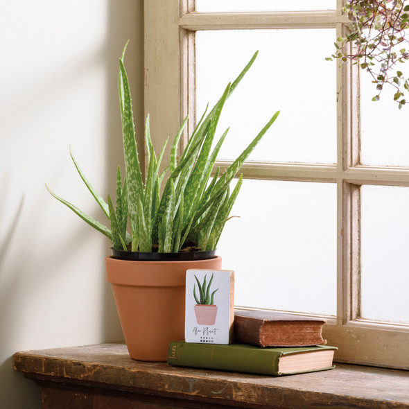 Aloe Plant In Pink Pot Decorative Wooden Block Sign Décor 4 Inch from Primitives by Kathy