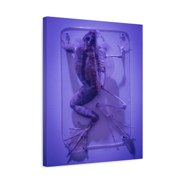 Specimen in Violet: Preserved Amphibian Anatomy Display - Unframed Canvas Wall Art Decor 16″ x 20″ (Vertical)/1.25"