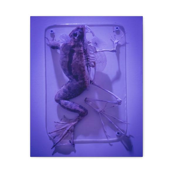 Specimen in Violet: Preserved Amphibian Anatomy Display - Unframed Canvas Wall Art Decor 16″ x 20″ (Vertical)/1.25"