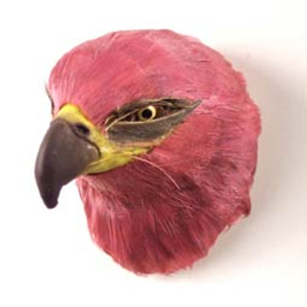 Hand Painted Bird Refrigerator Magnet - Golden Eagle Feathered From Conversation Concepts