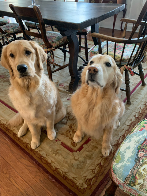 Our Pets and Fine Rugs