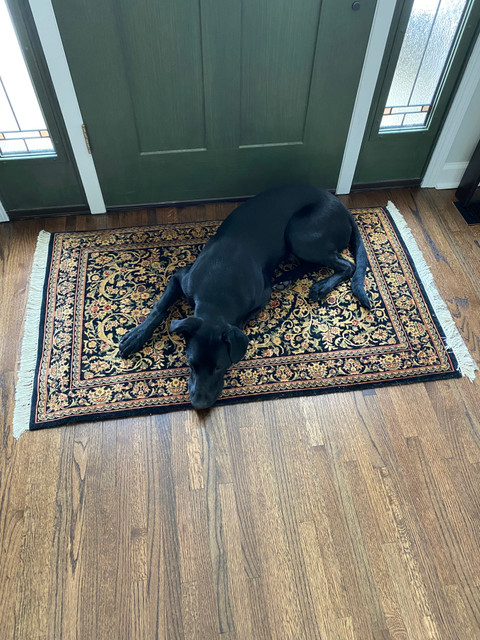 Removing Dog Urine & Odors from Rugs