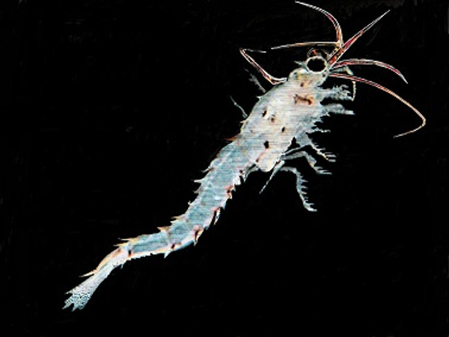 Mysid Shrimp for sale. Get live Mysis Feeder shrimp Live Fish Food Reef Tank Aquarium Seahorse Food