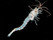 Mysid Shrimp for sale. Get live Mysis Feeder shrimp Live Fish Food Reef Tank Aquarium Seahorse Food