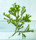 Tufted Joint Algae Live Macro Algae for Sale. Buy beautiful Tufted Joint  Macro Algae for saltwater aquarium.