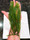 Caulerpa Ashneadii Saltwater plants for sale. Buy Macro algae Jumbo fern feather algae
