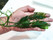 Jumbo Fern Feather Macro Algae for Sale. Habitat for Seahorses and Amphipods.