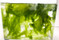 Best Macro Algae for Saltwater Aquarium reef Tank. Sea Lettuce is home for growing Amphipods and Copepods