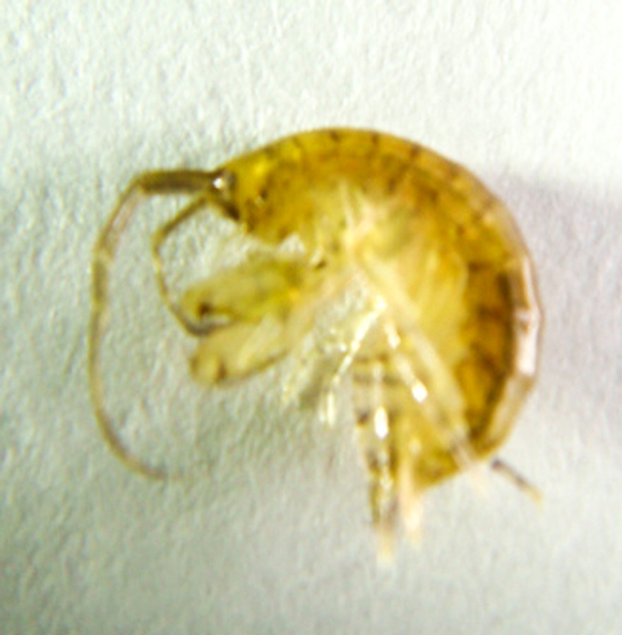 Amphipods Live Saltwater Amphipods