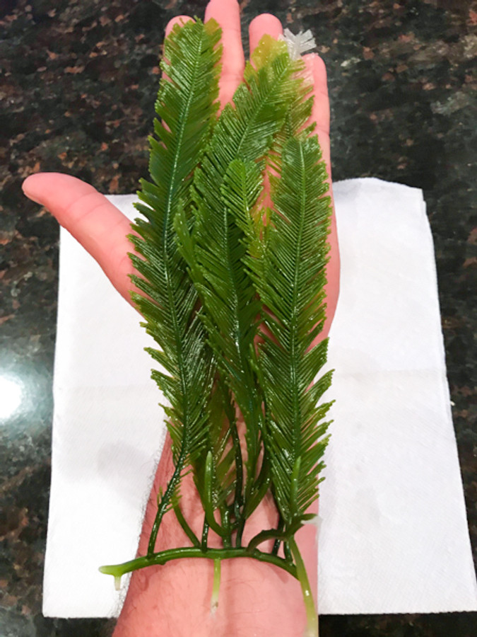 Caulerpa Ashneadii Saltwater plants for sale. Buy Macro algae Jumbo fern feather algae
