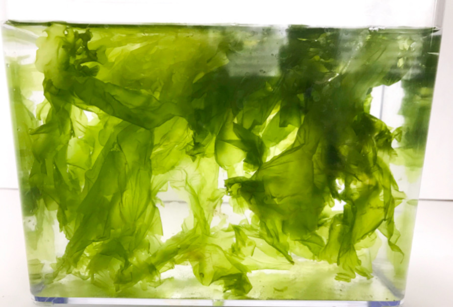 Sea lettuce Macro Algae for Sale. Get lettuce Macro Algae.