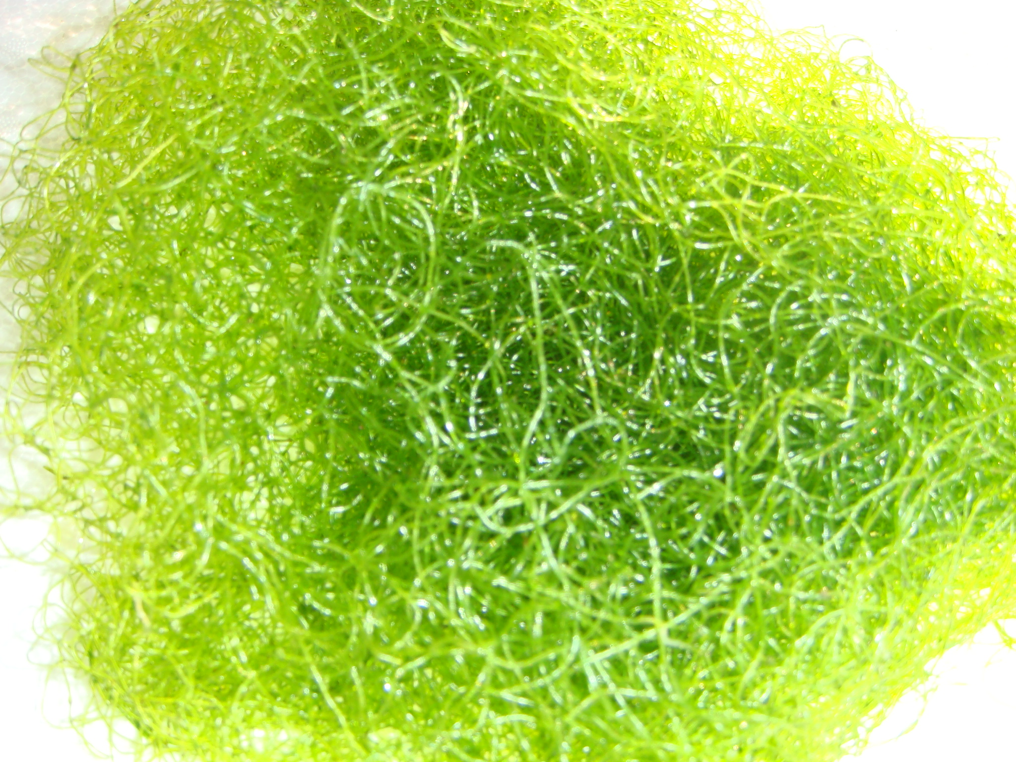 Chaeto for Sale | Buy Chaetomorpha | Saltwater Macro Algae Chaeto