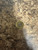 Once Fired Brass - 6.5 Creedmoor Hornady - 50ct