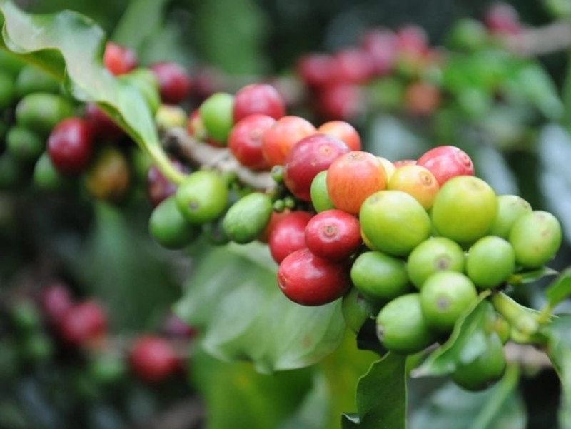 What Makes Kona Coffee So Unique? What Makes Kona Coffee So Unique?