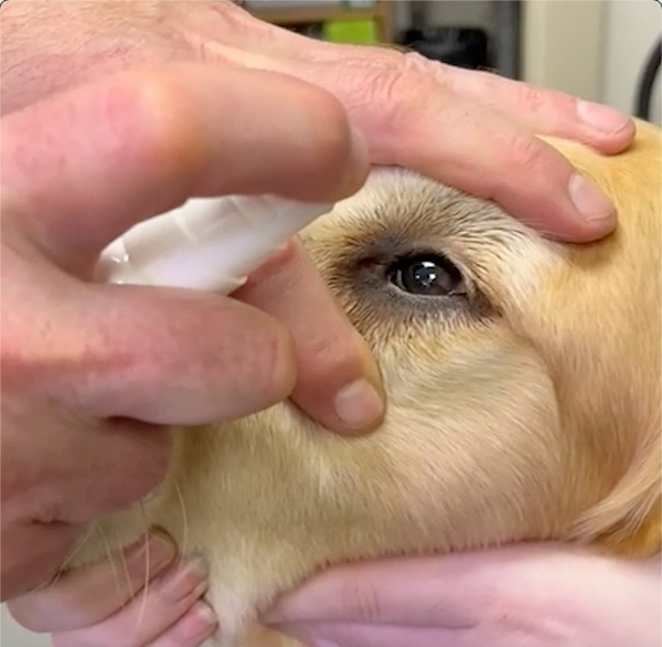 Hold the bottle no more than 4 inches from the eye and use 1 continuous pump until it stops, that's a metered dose