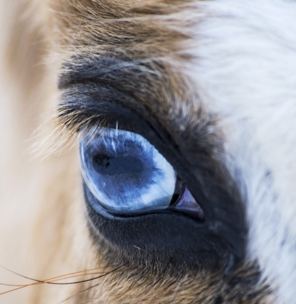 VIZOOVET PROTECT EQ
for your horse's Dry or
Irritated Eyes
What is Trehalose
& Hyaluronan?
The moisturizing eﬀect of
“Cornea and Lens molecular nutrition” is the
result of interaction of its natural active
ingredients. Trehalose and hyaluronan together
moisturize, lubricate and balance the tear film,
protect-ing the eyes from dehydration and cell
damage.