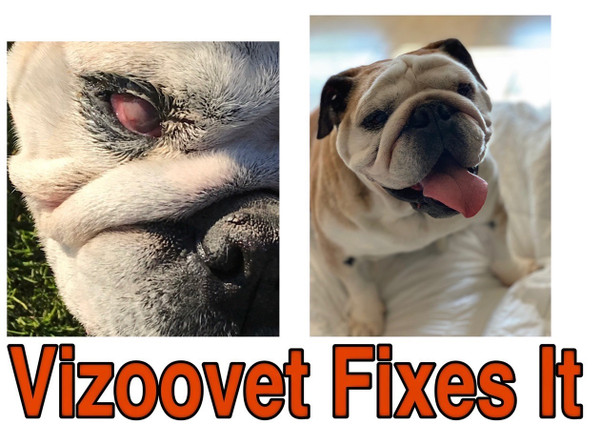 Welcome to the Vision Edition from VIZOOVET@