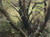 277 - Trees after Rain