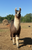 Adopt A Llama - "4L&M Dymond In The Rough"