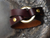 JUL - Bezel Ring Shawl Cuff-Espresso with Antique Brass