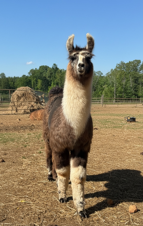Adopt A Llama - "4L&M Dymond In The Rough"