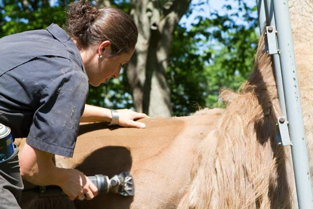 shear1.jpg