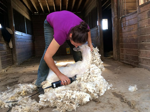 small-flock-shear-demo.png