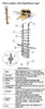 IMPA 232061 PILOT ROPE LADDER 1 mtr. WITH WOODEN STEPS-EMPA