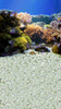 Coral Reef Backdrop
