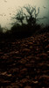 Desolate Woods Backdrop